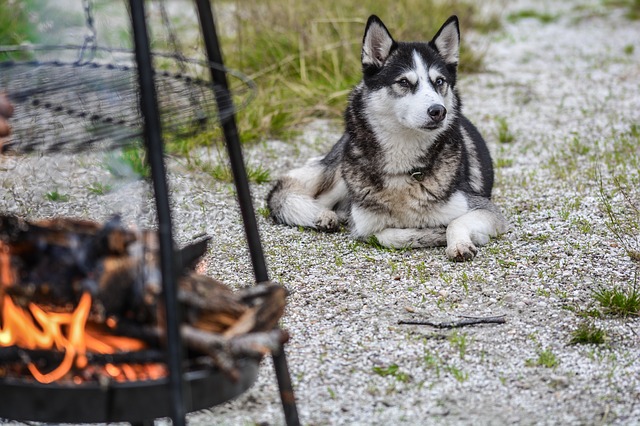 Losing a Pet in the Wildfire: Your Right to Compensation